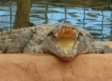 La Ferme aux crocodiles à Pierrelatte