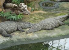 La Ferme aux crocodiles à Pierrelatte
